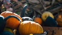 Pumpkin Spice Blend Pumpkin Spice Blend