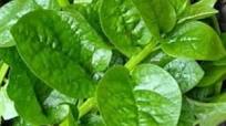Poi Manji (Malabar Spinach Seeds)Besara Poi Manji (Malabar Spinach Seeds)Besara