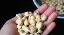 How to Sprout Chickpeas How to Sprout Chickpeas
