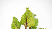 Beet Juice Without a Juicer Beet Juice Without a Juicer