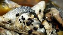 How to Make Sardinas na Bangus (Milk Fish Sardines) How to Make Sardinas na Bangus (Milk Fish Sardines)