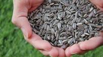 Semillas de girasol, las pipas de toda la vida: propiedades, beneficios y cómo usarlas en la cocina con cinco recetas Semillas de girasol, las pipas de toda la vida: propiedades, beneficios y cómo usarlas en la cocina con cinco recetas