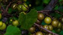 Scuppernong or Muscadine Jelly Scuppernong or Muscadine Jelly