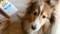 Bone Broth Beef Picadillo For Dogs Bone Broth Beef Picadillo For Dogs