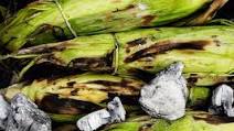 Ember-Roasted Corn on the Cob Ember-Roasted Corn on the Cob