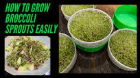 Health Benefits of Broccoli Sprouts and How to Grow Them Health Benefits of Broccoli Sprouts and How to Grow Them