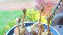 Tom Tom Drums (Chicken Legs!) Recipe - (4/5) Tom Tom Drums (Chicken Legs!) Recipe - (4/5)