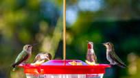 Hummingbird Food Nectar Hummingbird Food Nectar
