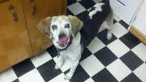 Beef and Rice Dog Food Beef and Rice Dog Food