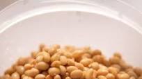 how to make natto | with the tanica yogurtia yogurt maker how to make natto | with the tanica yogurtia yogurt maker