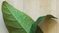 Utiliza hojas del árbol de aguacate para deliciosos platillos Utiliza hojas del árbol de aguacate para deliciosos platillos