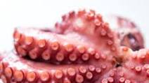 Pressure-Cooker Octopus Recipe Pressure-Cooker Octopus Recipe