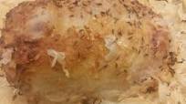 Recipe of Polish Pork Loin in 14 Minutes for Mom Recipe of Polish Pork Loin in 14 Minutes for Mom