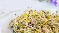 How to Grow Broccoli Sprouts How to Grow Broccoli Sprouts