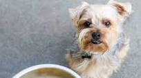 How to Make Beef Bone Broth for Dogs How to Make Beef Bone Broth for Dogs