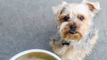 How to Make Beef Bone Broth for Dogs How to Make Beef Bone Broth for Dogs