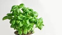 Todo sobre la albahaca, planta aromática imprescindible no solo en la cocina mediterránea (y siete recetas para disfrutarla) Todo sobre la albahaca, planta aromática imprescindible no solo en la cocina mediterránea (y siete recetas para disfrutarla)