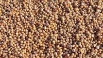 Instant Pot Sorghum Instant Pot Sorghum