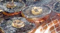 Grilled Portobello Mushrooms Grilled Portobello Mushrooms