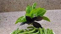 Asian Green Beans with Leeks Recipe: Asian Green Beans with Leeks Recipe: