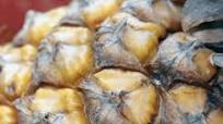 Pineapple Wine Recipe Pineapple Wine Recipe