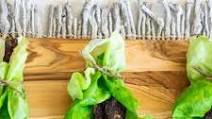Asian Spiced Venison Jerky Asian Spiced Venison Jerky