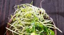 Broccoli Microgreen Salad with Tahini Dressing Broccoli Microgreen Salad with Tahini Dressing