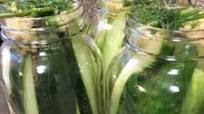 Homemade Apple Cider Dill Pickle Recipe Homemade Apple Cider Dill Pickle Recipe