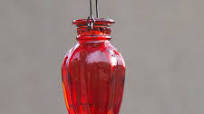 Hummingbird Nectar Hummingbird Nectar