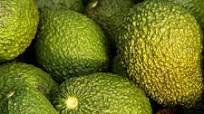 Avocado Dip With Sour Cream Recipe Avocado Dip With Sour Cream Recipe