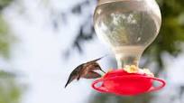 Make Your Own Hummingbird Nectar Make Your Own Hummingbird Nectar