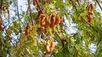 A Guide To Tamarind Paste And Tamarind Water A Guide To Tamarind Paste And Tamarind Water