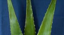 Aloe Vera 101 Aloe Vera 101