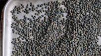 How to cook lentils How to cook lentils