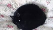 Cat Food Recipes Homemade Cat Food Recipes Homemade