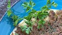 Lahmajoun (Armenian Pizza) Lahmajoun (Armenian Pizza)
