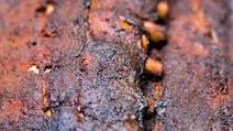 The BEST Electric Smoker Ribs The BEST Electric Smoker Ribs