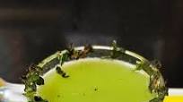Karela juice Karela juice
