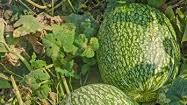 Chilacayote - Healthier Steps Chilacayote - Healthier Steps