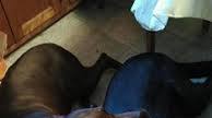Beef Broth Dog Biscuit Beef Broth Dog Biscuit