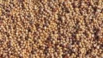 Instant Pot Sorghum Instant Pot Sorghum