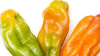 ARCHAEOLOGY OF HERBS & SPICES – Aji Dulce ARCHAEOLOGY OF HERBS & SPICES – Aji Dulce