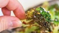 Air fryer parmesan broccoli Air fryer parmesan broccoli