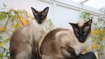 Cat food gravy recipe Cat food gravy recipe