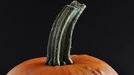 How to Cook a Fresh Pumpkin How to Cook a Fresh Pumpkin