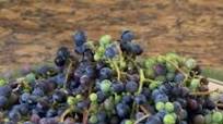 Wild Grape Juice Wild Grape Juice