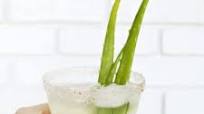 Aloe Margarita Aloe Margarita