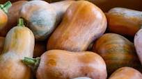 Todo lo que necesita saber sobre la calabaza Honeynut Todo lo que necesita saber sobre la calabaza Honeynut