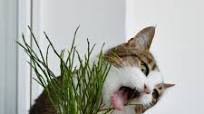 11 Easy Homemade Cat Food Recipes For Your Furry Pals 11 Easy Homemade Cat Food Recipes For Your Furry Pals