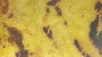 Easiest Way to Prepare Ultimate Makki Roti Easiest Way to Prepare Ultimate Makki Roti